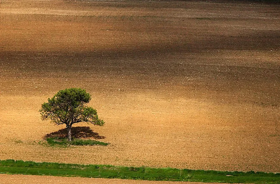 Поискаха субсидии за 11% повече ниви