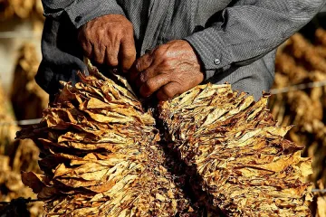 Хората в община Сатовча разчитат на земеделието