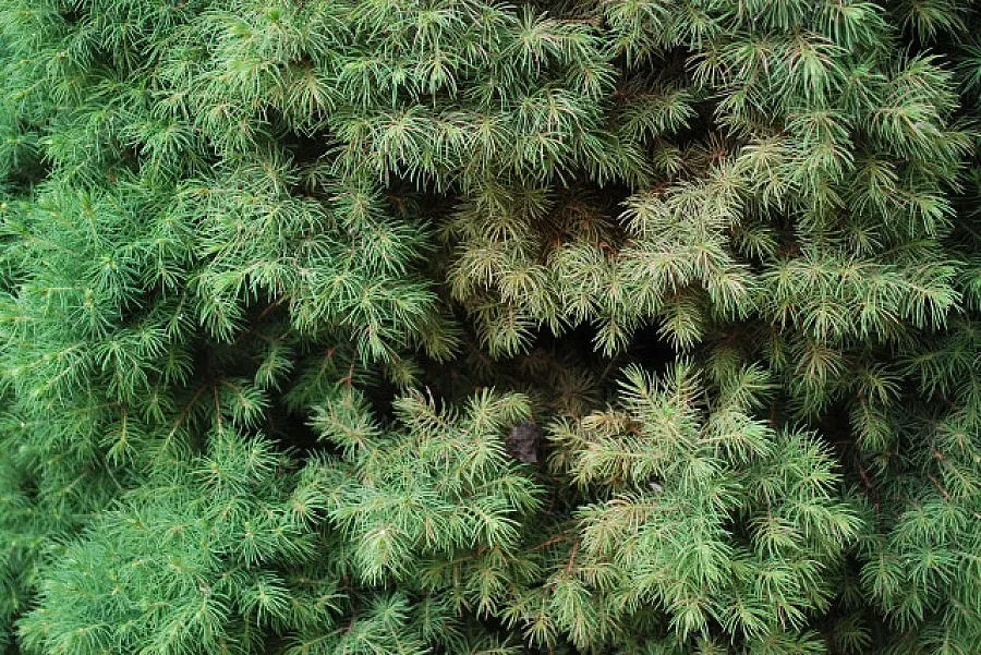 Горски и бизнесмени дискутират проблеми в бранша