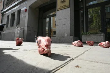 Агнешки главички за Лозан Панов