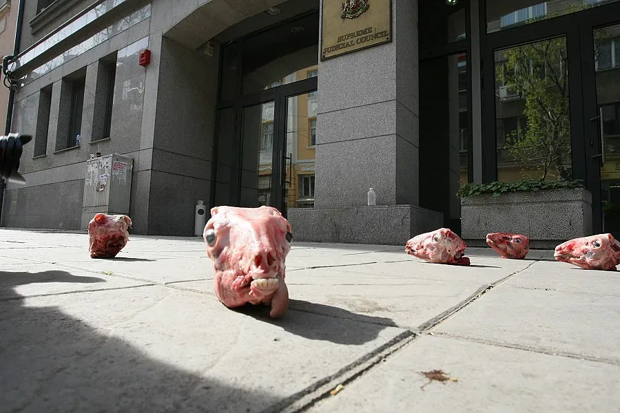 Агнешки главички за Лозан Панов