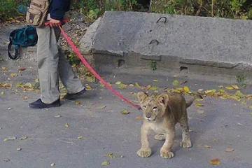 Лъв захапа дете в Русия