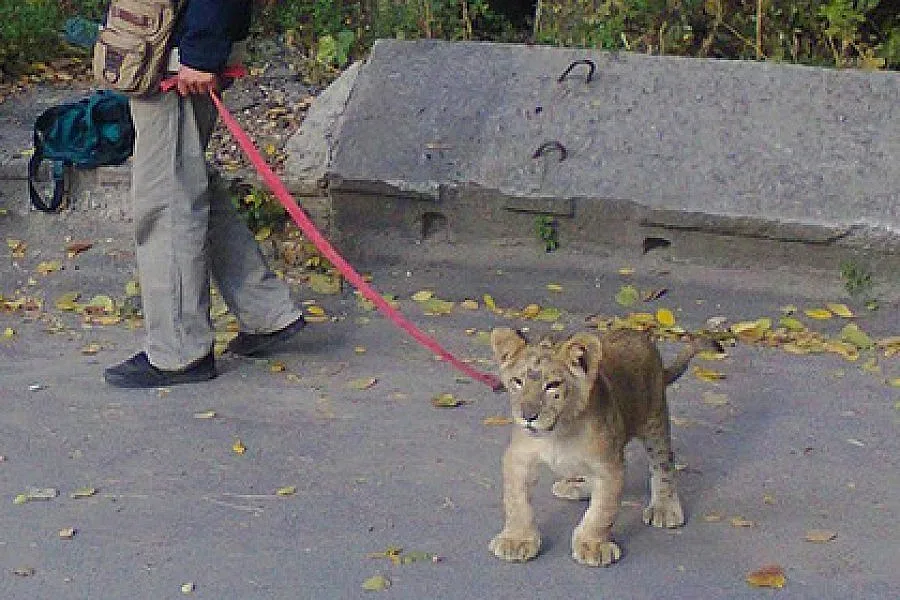 Лъв захапа дете в Русия