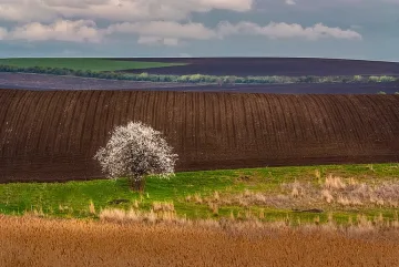 Овощните градини поскъпнаха с 11%
