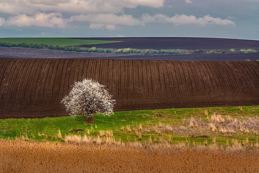Овощните градини поскъпнаха с 11%