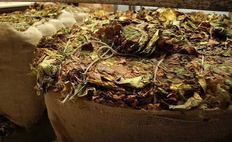 Под 400 са регистрираните тютюнопроизводители в Кърджалийско