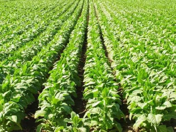 360 са регистрираните тютюнопроизводители в Кърджалийско