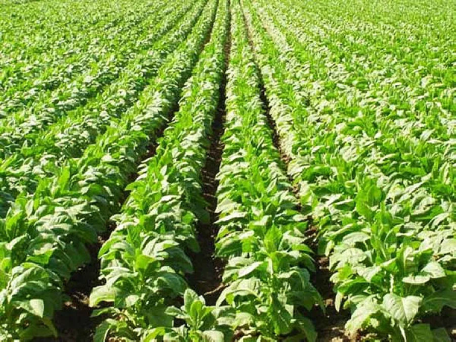 360 са регистрираните тютюнопроизводители в Кърджалийско