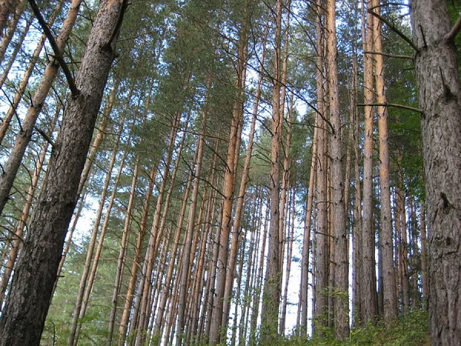 Пламнаха вековни гори до Велико Търново
