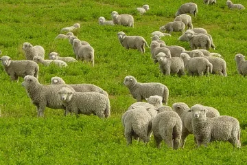 Кметове гонят овце от нивите