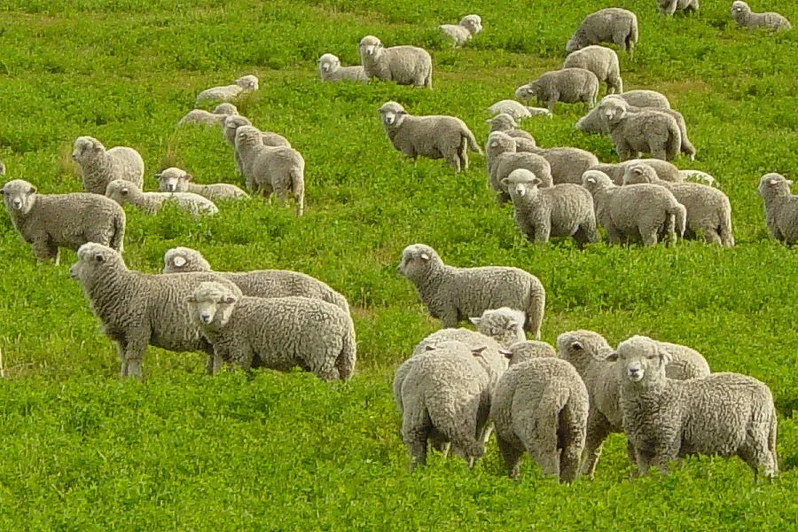 Кметове гонят овце от нивите