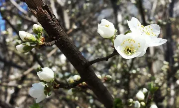 Слънчево утре до обяд