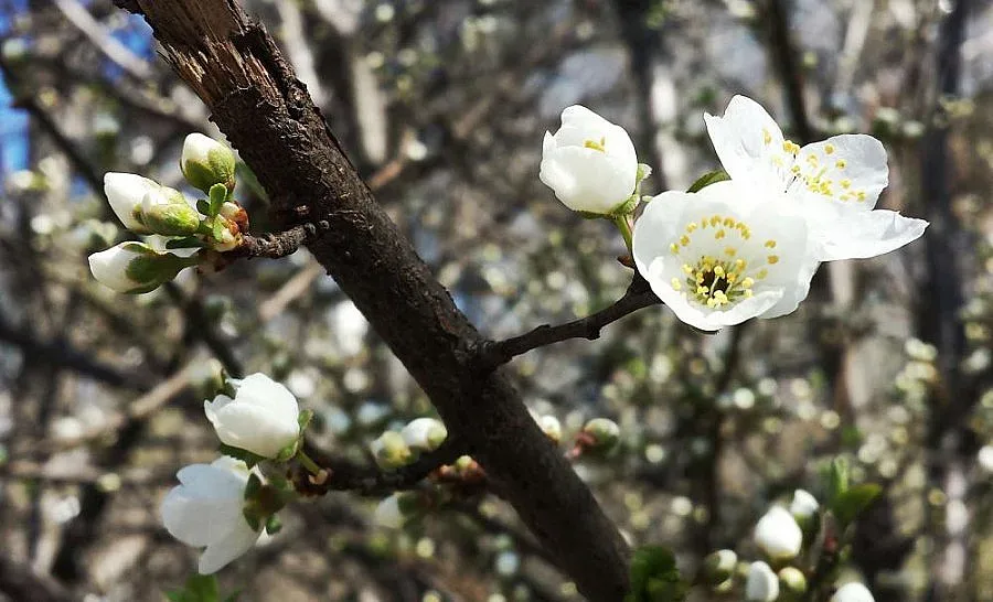 Слънчево утре до обяд