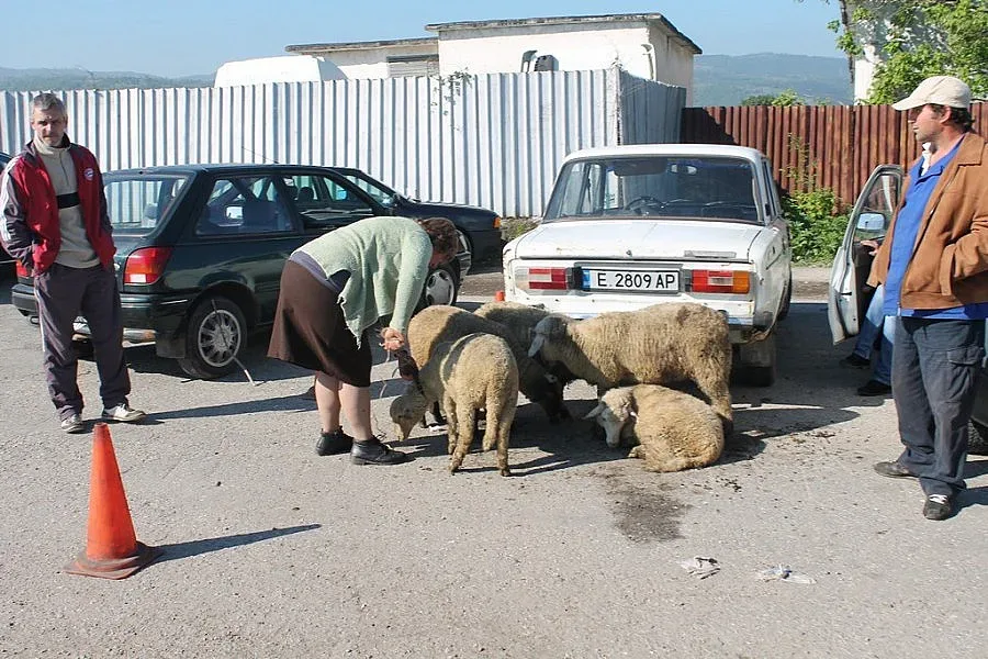 Пазарлъци от изгрев до мрак за агнета
