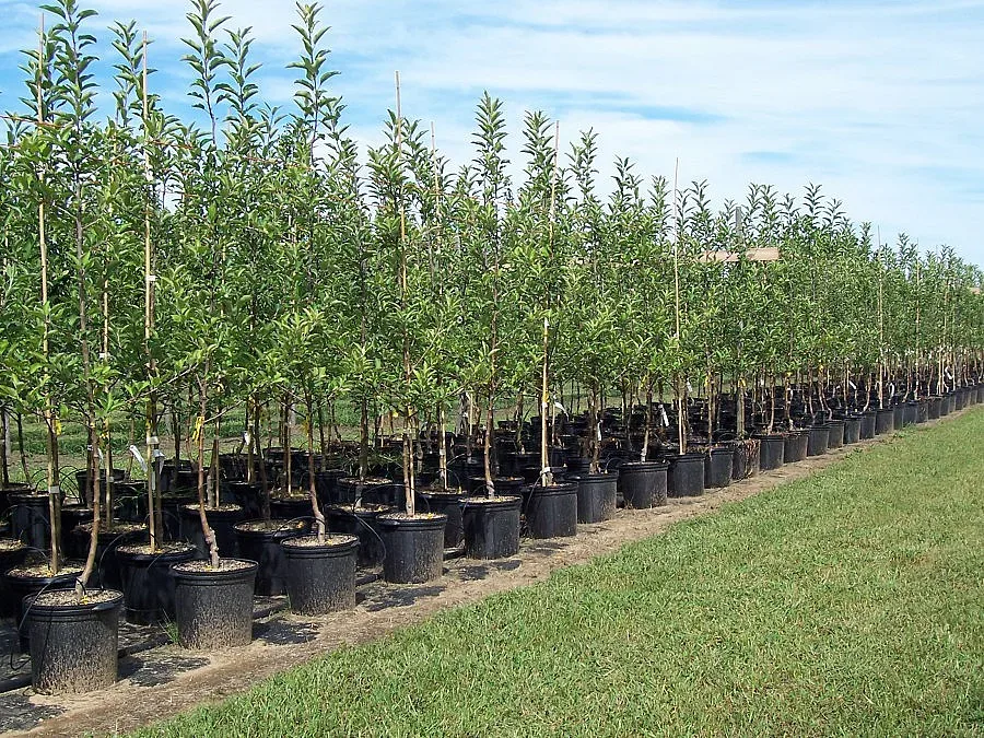 Стартират инициатива за залесяване