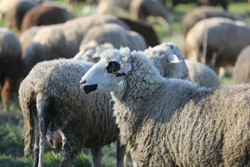 Агнешкото скача тройно от кошарата до трапезата