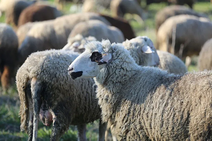 Агнешкото скача тройно от кошарата до трапезата
