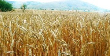 Кофас: Конкурентоспособността на българското земеделие намалява