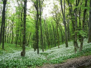 50 дка нови гори садят в Разград