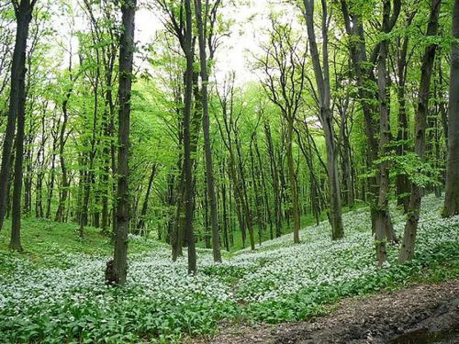 50 дка нови гори садят в Разград