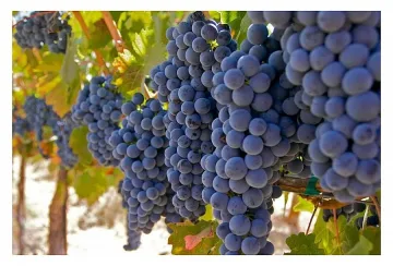 60 хил. хектара лозя има в България