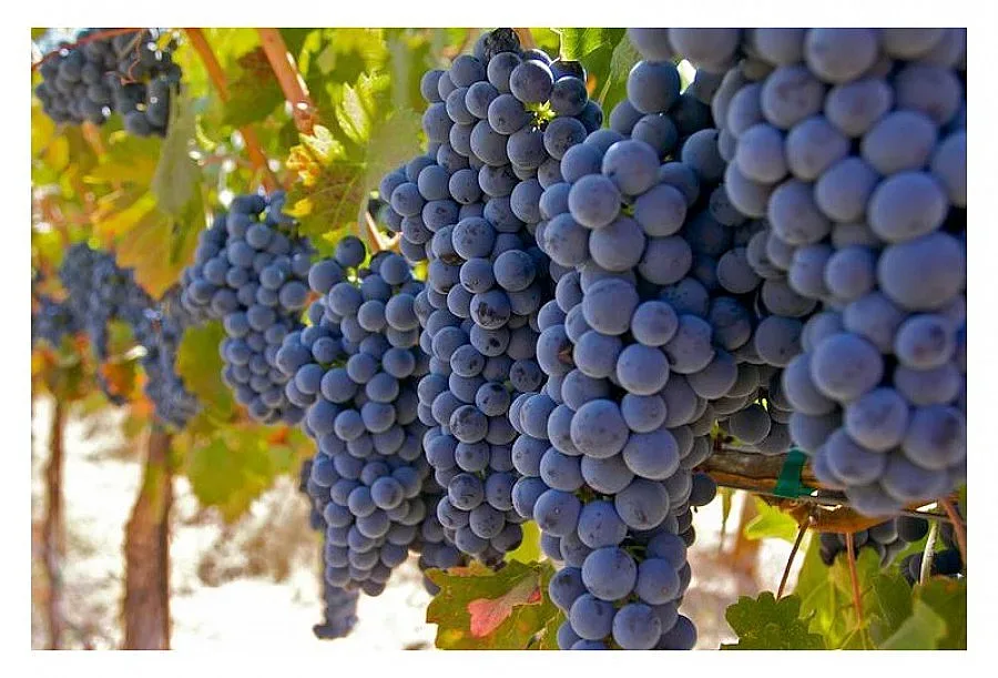 60 хил. хектара лозя има в България