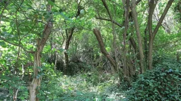 Засаждат 400 дка нови гори в Кърджалийско