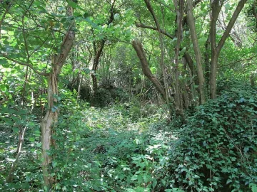 400 дка нови гори в Кърджалийско