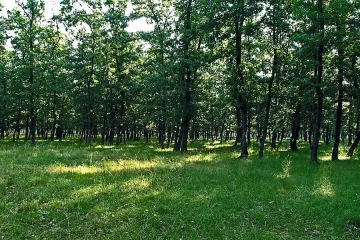 Засаждат ученическа гора край Белица