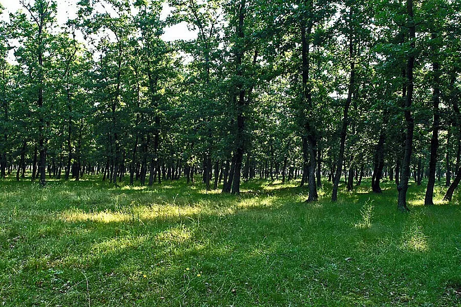 Засаждат ученическа гора край Белица