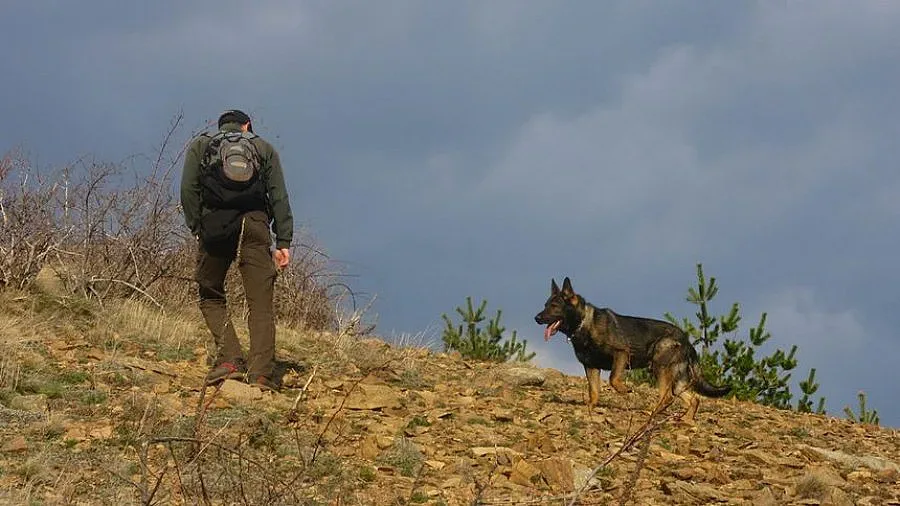 Овчарката Барс търси кой отрови лешоядите