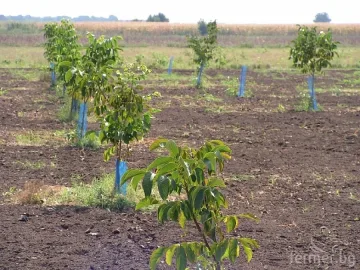 Произвеждат фиданки по съвременна технология