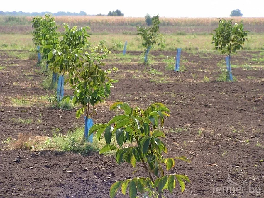Произвеждат фиданки по съвременна технология