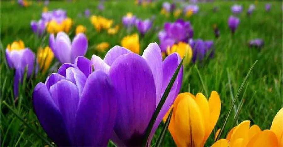 Лятото идва в сряда за ден