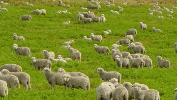 Кметове бранят стопани от прекупвачи на агнета