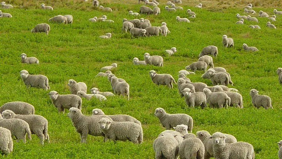 Кметове бранят стопани от прекупвачи на агнета