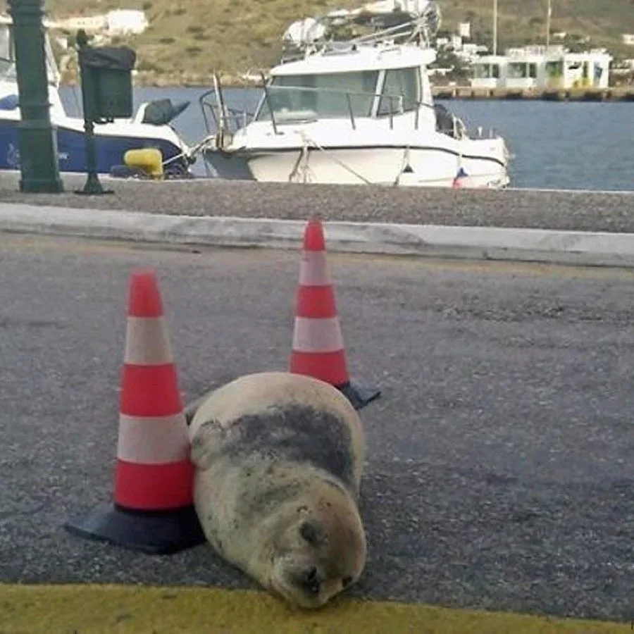 Убийство на тюлен шокира гръцки остров