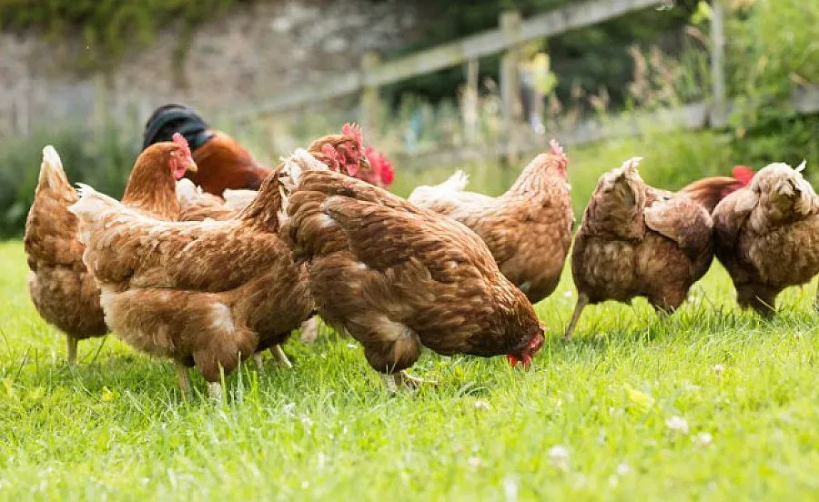 Започна изплащането на субсидии за хуманно отношение към птиците