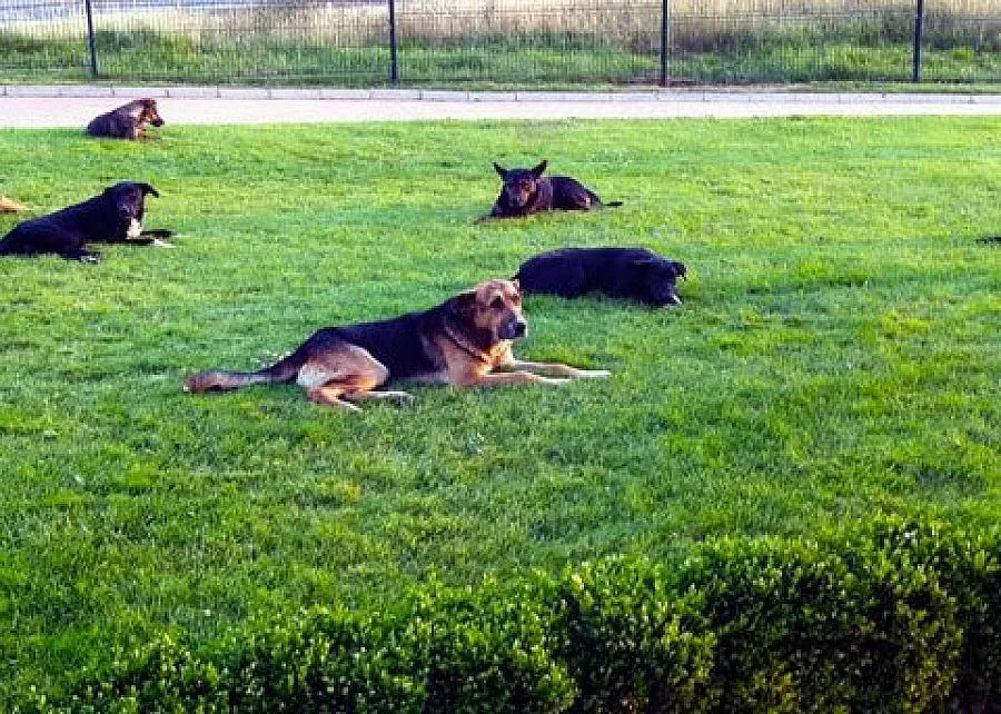 Кучета нападнаха възрастен човек