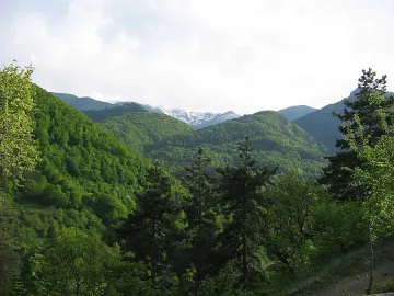 3,2 млн. лв. инвестират в нови гори 