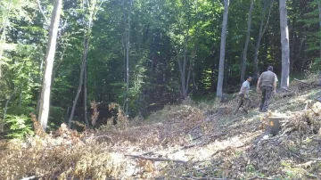 Смениха директори на горски стопанства