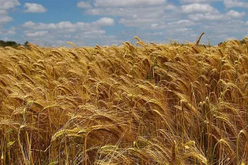 Технологии повишават добивите на зърно