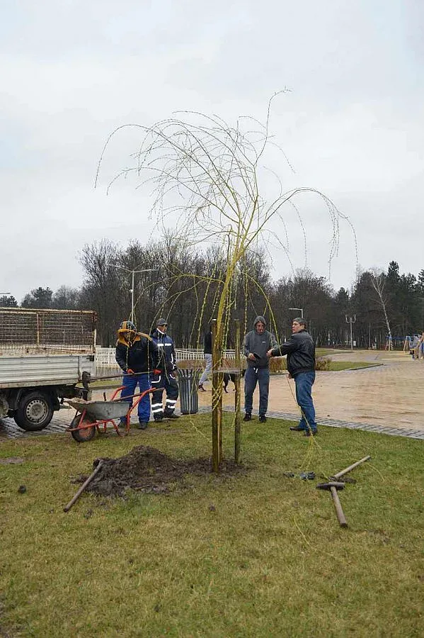 Засадиха върби в Северния парк