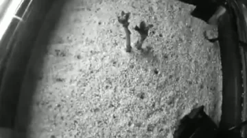 НАСА отгледа картофи в подобна на Марс среда