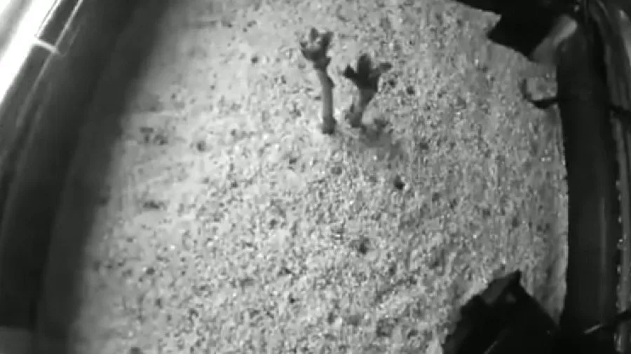 НАСА отгледа картофи в подобна на Марс среда