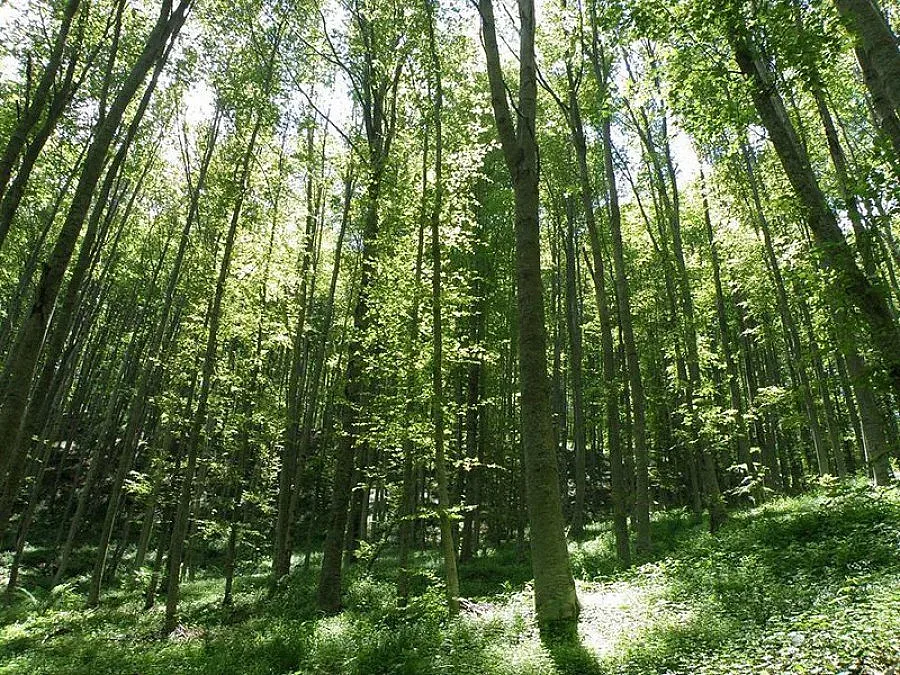 Нов шеф в ЮЗДП