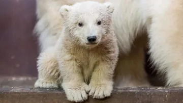 Берлин в сълзи заради мечето Фиц