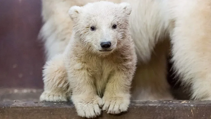 Берлин в сълзи заради мечето Фиц