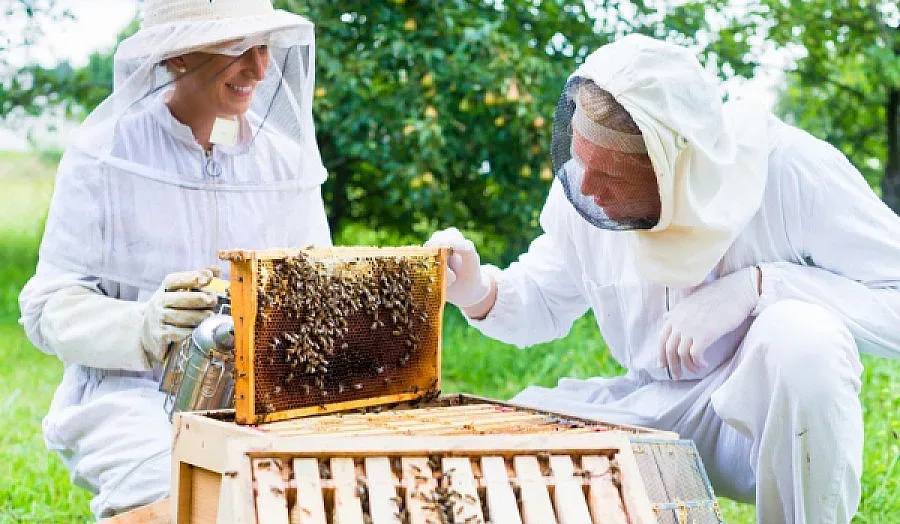 Започва подписването на договори за субсидии за пчелари