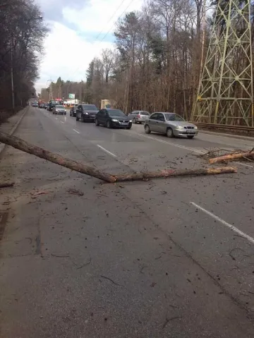 Дърво падна върху кола в София